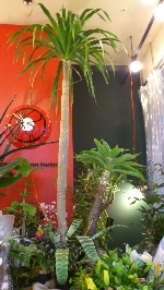 25年のお盆も“なかび”となりましたが・・・